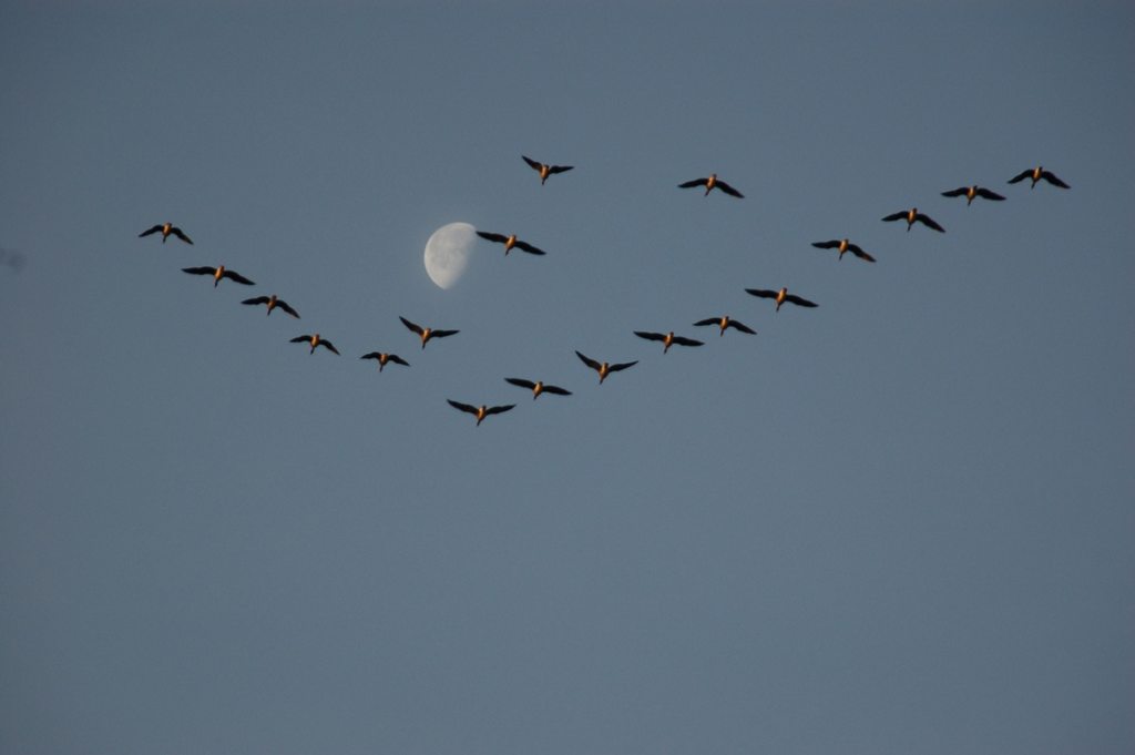 Jesienne migracje ptaków