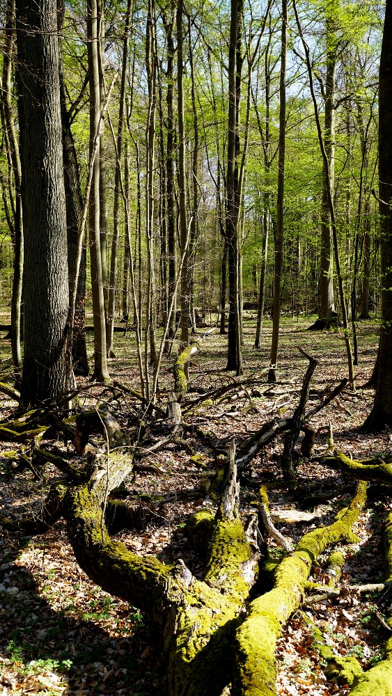 Martwe drzewa w rezerwacie fot. A.Szmatowicz