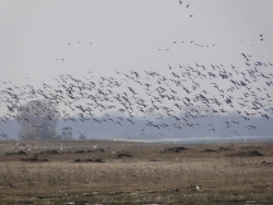 Żerujące ptaki na rozlewiskach w Przyborowie