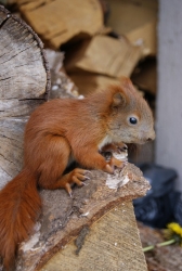 Młoda wiewiórka przy Ośrodku Edukacji Przyrodniczej w Pszczewie
