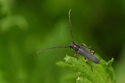 Ziolarka wrotyczowa Phytoecia pustulata - jeden z niewielu gatunków, którego larwy żerują na roślinach zielnych