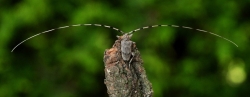 Czułki samca tycza cieśli Acanthocinus aedilis są pięciokrotnie dłuższe od długości jego ciała