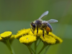 Pszczoła miodna fot. K.Gajda