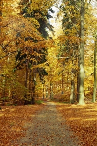 Jesień w łagowsko sulęcińskim parku krajobrazowym