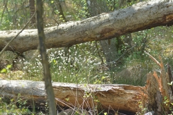 Martwe drewno na terenie użytku ekologicznego fot. Katarzyna Kopka