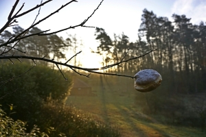 Pączek skąpany w blasku wiosennego słońca fot. Natalia Borkowska Wójcik