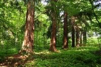Aleja daglezji zielonych ustanowionych jako pomnik przyrody w otulinie Parku