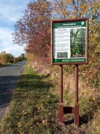 Tablica informacyjno edukacyjna posadowiona przy nowo powstałej alei drzew na terenie Łagowsko Sulęcińskiego Parku Krajobrazowego wzdłuż drogi powiatowej nr 1267F