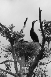 kormoran zwyczajny