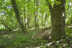 Las o naturalnym charakterze. Fot. Danuta Wyrzykowska