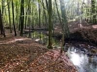 Rzeka Przyłężek w rezerwacie fot. A. Szmatowicz