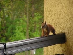 Wiewiórka pospolita na balkonie Ośrodka Edukacji Przyrodniczej