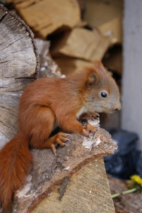 Młoda wiewiórka